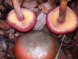 Gymnopilus thiersii image