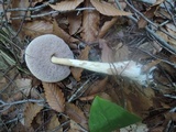 Austroboletus gracilis var. flavipes image