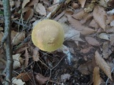 Austroboletus gracilis image