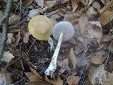 Austroboletus gracilis image