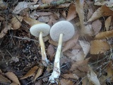 Austroboletus gracilis var. flavipes image