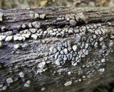 Xylobolus frustulatus image