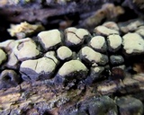 Xylobolus frustulatus image