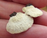 Gloeoporus dichrous image