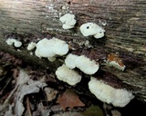 Gloeoporus dichrous image