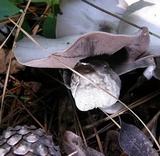 Agaricus pocillator image