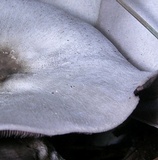 Agaricus pocillator image