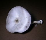 Agaricus pocillator image