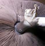 Agaricus pocillator image