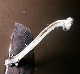 Agaricus pocillator image
