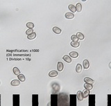 Agaricus pocillator image