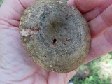 Lactarius atroviridis image