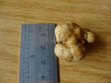 Gautieria inapire image
