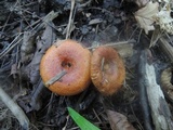 Lactarius peckii image