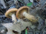 Lactarius peckii image