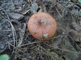 Lactarius peckii image