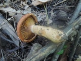 Lactarius peckii image