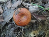 Lactarius peckii image