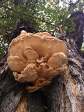 Laetiporus squalidus image