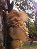 Laetiporus squalidus image