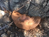 Ganoderma polychromum image