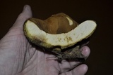 Boletinellus merulioides image