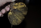 Boletinellus merulioides image