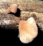 Dacryopinax elegans image