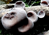 Auricularia nigricans image
