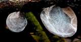 Auricularia nigricans image