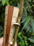 Melanotus horizontalis image