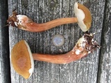 Austroboletus gracilis image