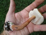 Austroboletus gracilis image