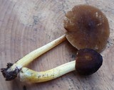 Pluteus romellii image