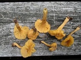 Cantharellus appalachiensis image