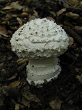 Amanita magniverrucata image