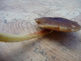 Pluteus romellii image