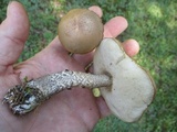 Leccinum snellii image
