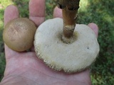 Leccinum snellii image