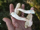 Leccinum snellii image