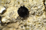 Lecidea laboriosa image