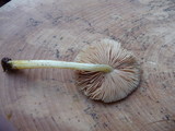 Pluteus romellii image