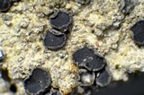 Lecidea laboriosa image