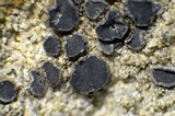 Lecidea laboriosa image