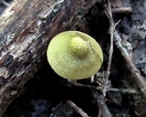 Entoloma flavoviride image