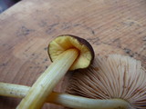 Pluteus romellii image