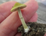 Entoloma flavoviride image