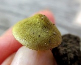 Entoloma flavoviride image