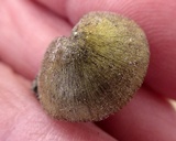 Entoloma flavoviride image