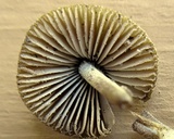Entoloma flavoviride image